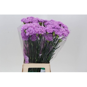 Anjer Lang Fl Moonaqua