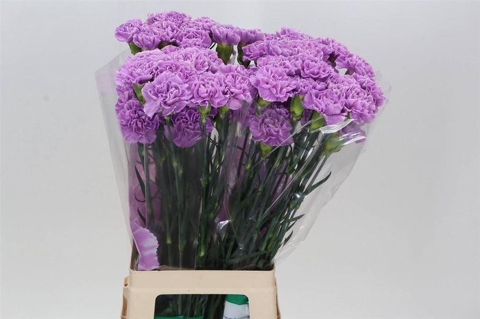 <h4>Anjer Lang Fl Moonaqua</h4>