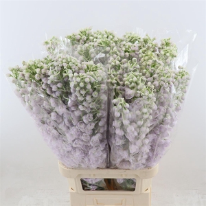 Delphinium Spijker Pink