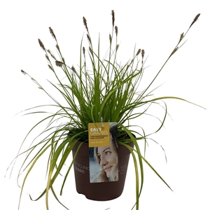 Carex oshimensis Everillo
