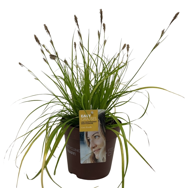 <h4>Carex oshimensis Everillo</h4>