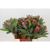 Protea Robijn
