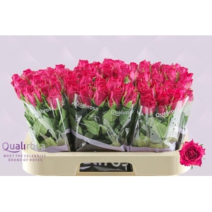 R Gr Madam Cerise
