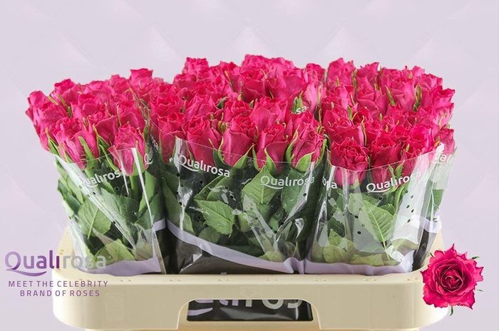 <h4>R Gr Madam Cerise</h4>