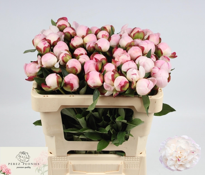 <h4>PAEO L GARDENIA</h4>