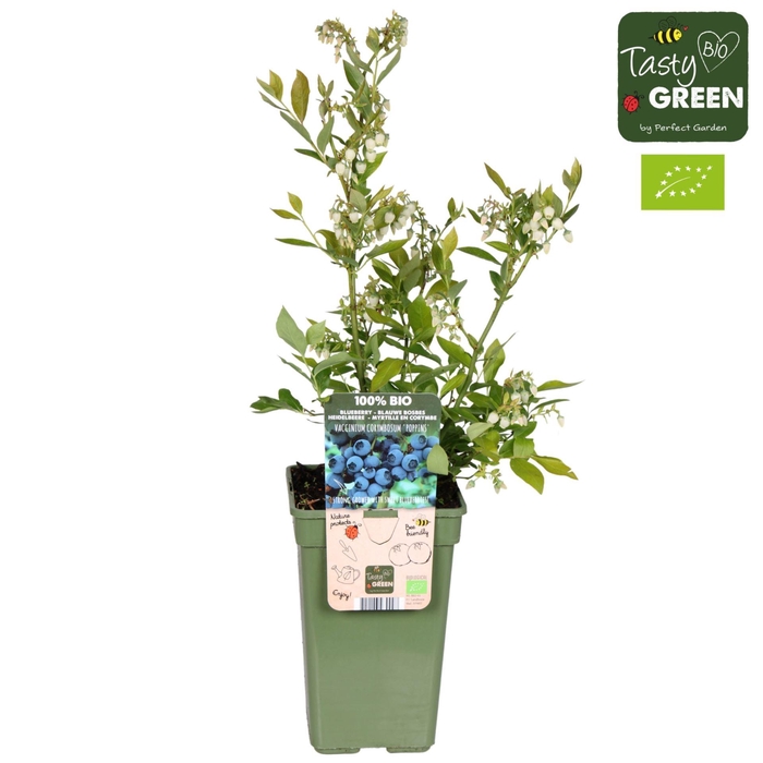 Vaccinium corymbosum