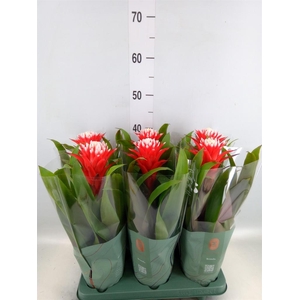 Guzmania  'Hope'