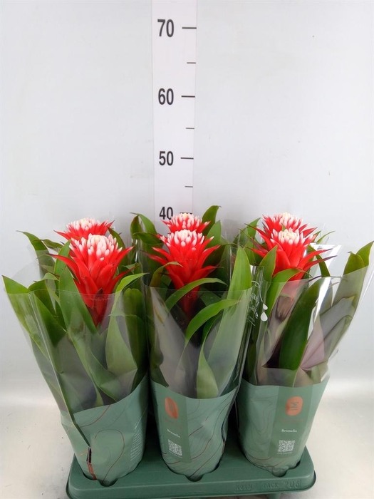 <h4>Guzmania  'Hope'</h4>