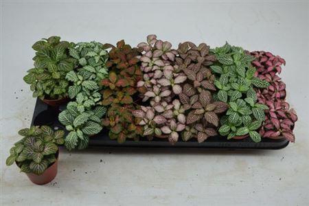 <h4>Fitt Gem 7 Kl</h4>