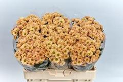 <h4>CHR SAN ROSSI SALMON</h4>