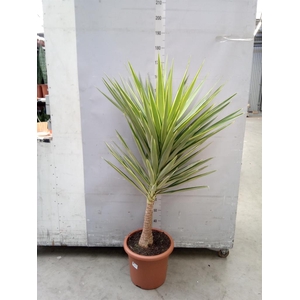 Yucca elephantipes 'Jewel'