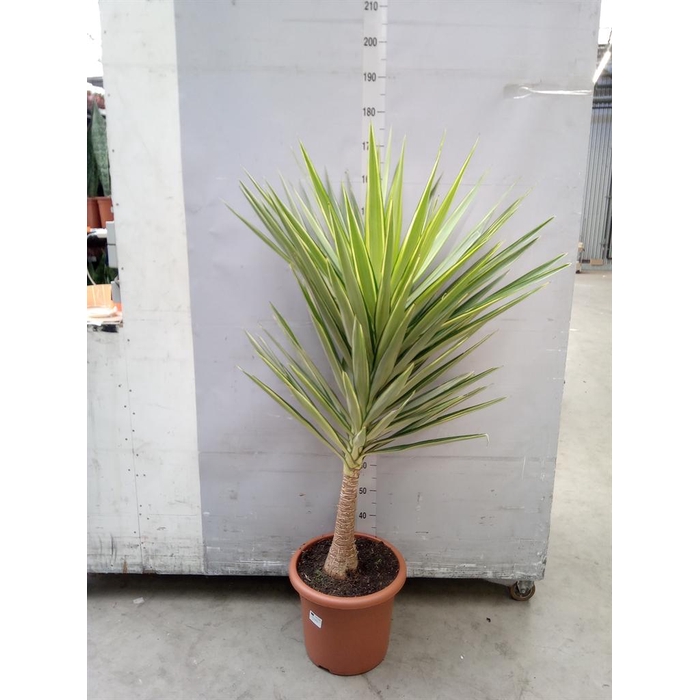 <h4>Yucca elephantipes 'Jewel'</h4>