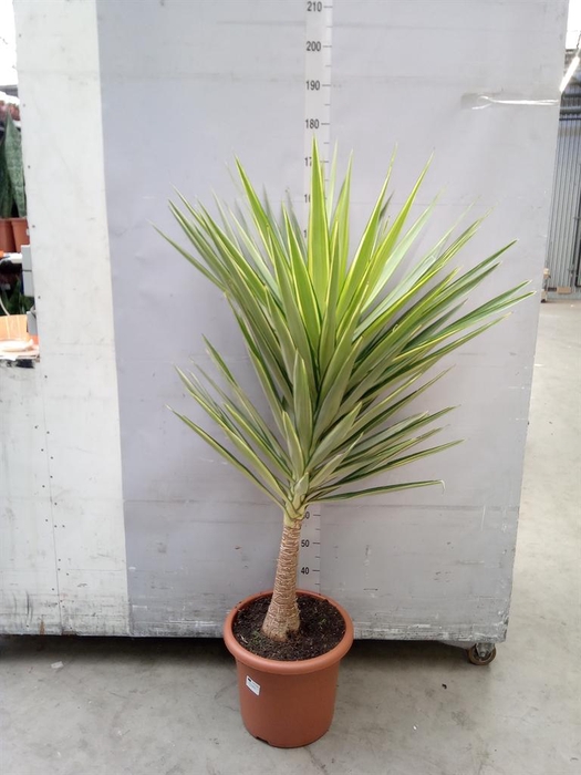 Yucca elephantipes 'Jewel'