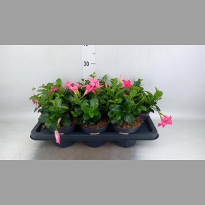 Mandevilla am. 'Sundav Pink'