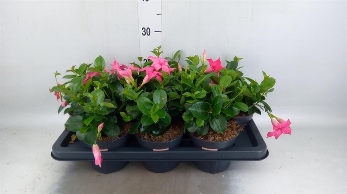 <h4>Mandevilla am. 'Sundav Pink'</h4>