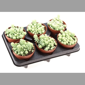 Sedum burrito