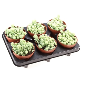 Sedum burrito