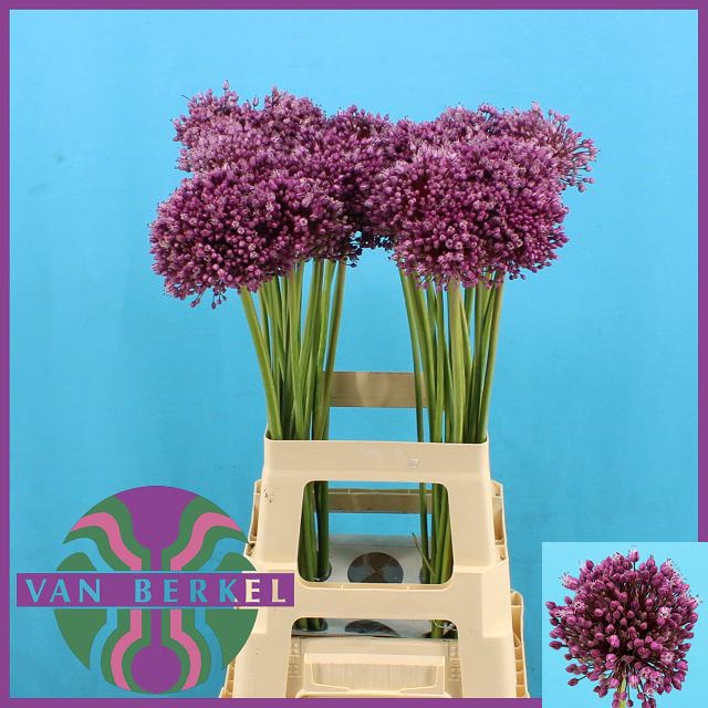 <h4>ALLIUM JASMINE</h4>