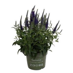 Veronica spicate blauw
