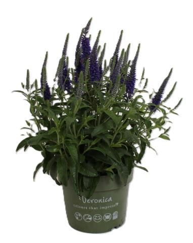 <h4>Veronica spicate blauw</h4>
