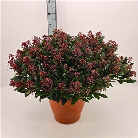 <h4>Skimmia Jap. Rubella 80+</h4>