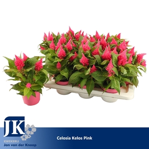 Celosia Kelos Fire Pink