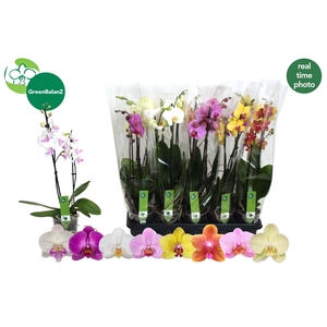 PHAL GEM 8 KL