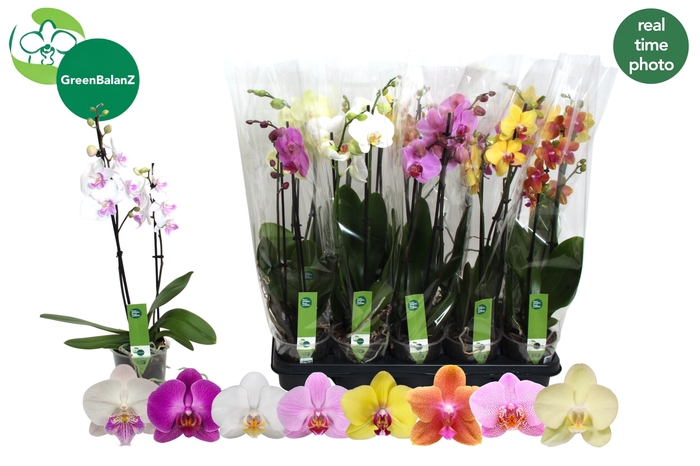 <h4>PHAL GEM 8 KL</h4>