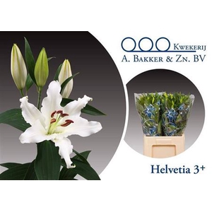 Li Or Helvetia