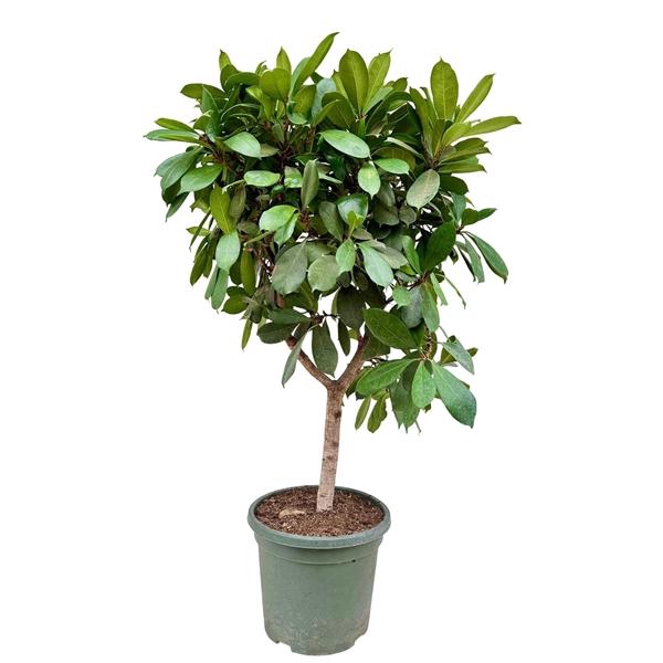 <h4>Ficus cyathistipula P40</h4>