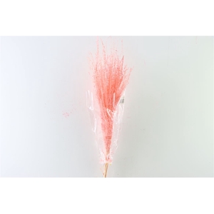 Dried Stipha Feather 5pcs Xl Cerise Bunch