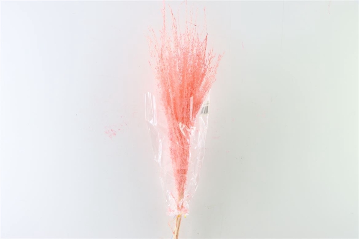 <h4>Dried Stipha Feather 5pcs Xl Cerise Bunch</h4>