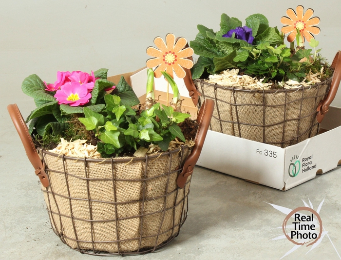 <h4>ARR TUINPLANTEN</h4>