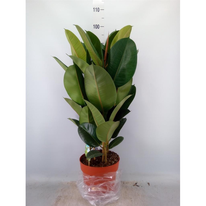 <h4>Ficus elastica 'Robusta'</h4>