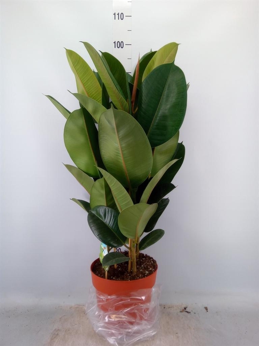 <h4>Ficus elastica 'Robusta'</h4>