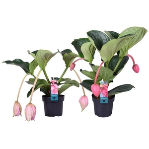 Medinilla Magnifica mix 2 etage 3/4 knop (2 types)