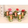 Pelargonium Calliope Divers