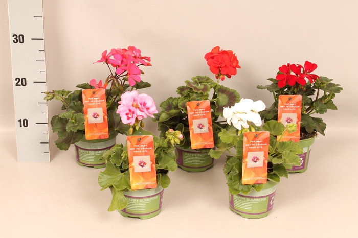 Pelargonium Calliope Divers