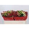 Hypericum Rainbow Romance