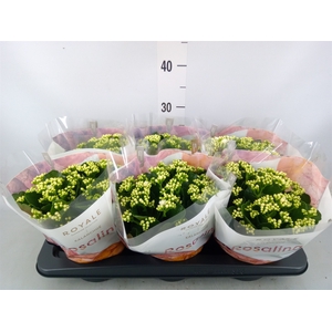 Kalanchoe blos. 'RosDon Dione'