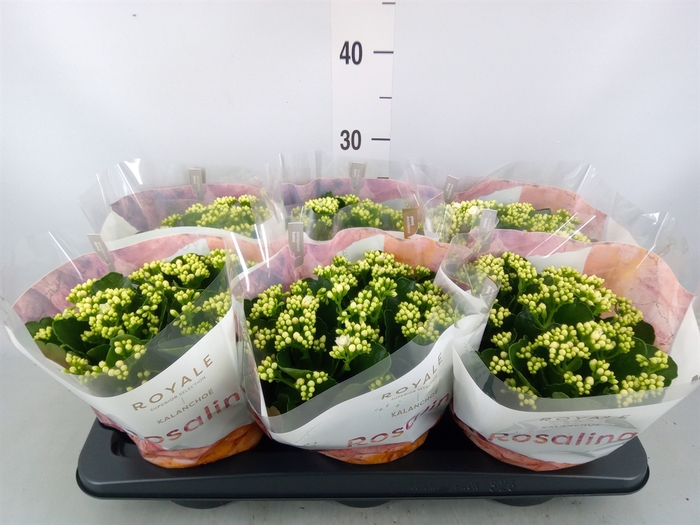 <h4>Kalanchoe blos. 'RosDon Dione'</h4>