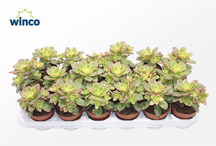 <h4>Aeonium Kiwi</h4>