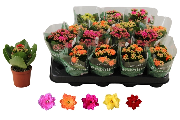 <h4>Kal Ge Ro Gem 5 Kl</h4>