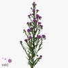 AST PRIMAVERA 40 GR.