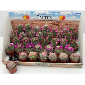 CACTUS BLOEIEND MIX P6.5