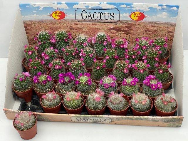 <h4>CACTUS BLOEIEND MIX P6.5</h4>