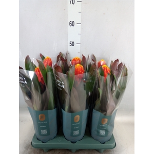 Guzmania  'Tala'