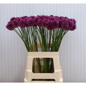 ALLIUM SPHAEROCEPHAL