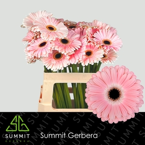 Gerbera Dulcie Water X40 Lang