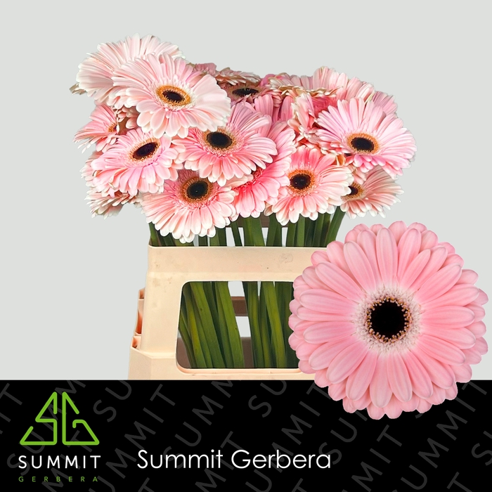 <h4>Gerbera Dulcie Water X40 Lang</h4>